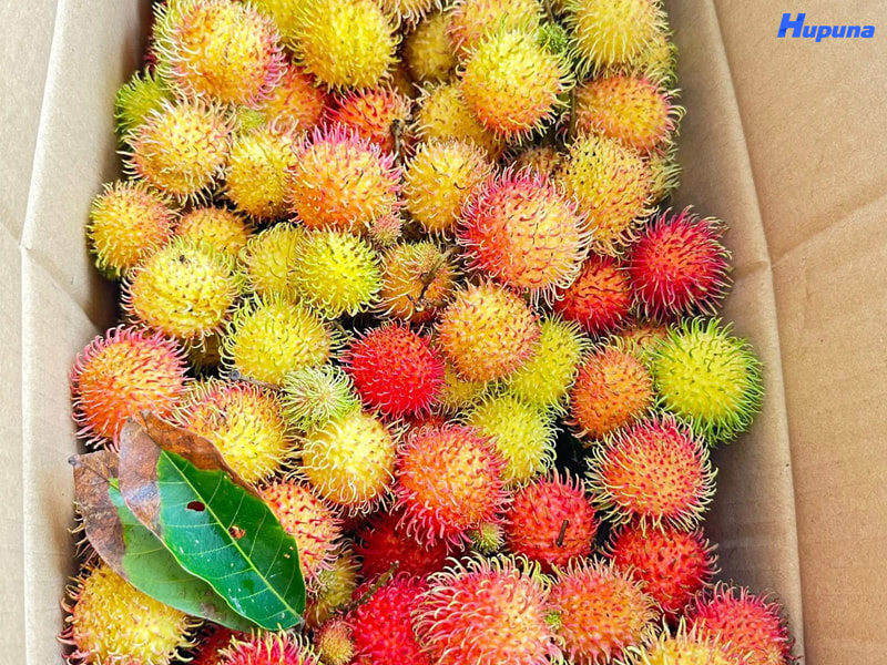 Hupuna là xưởng sản xuất thùng carton đựng chôm chôm xuất khẩu uy tín