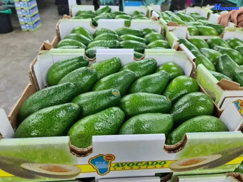 Hupuna chuyên sản xuất thùng carton đựng bơ xuất khẩu chất lượng, giá tốt