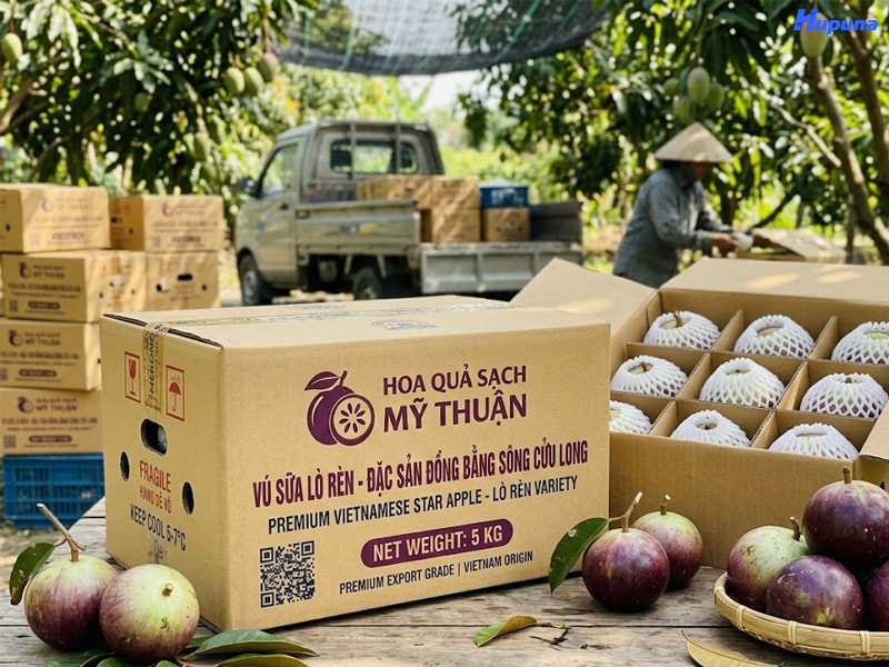 Tiêu chuẩn chất lượng của thùng đựng vú sữa xuất khẩu