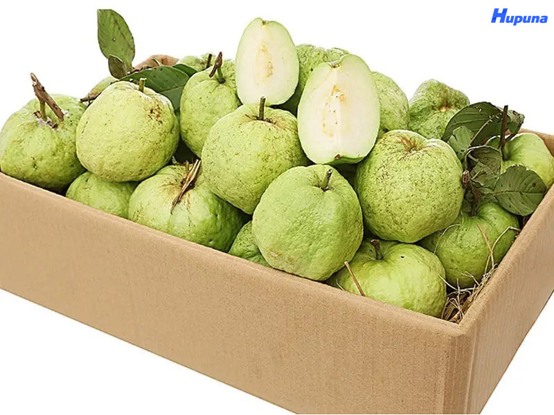 Tiêu chuẩn sản xuất thùng đựng ổi xuất khẩu cho các thị trường