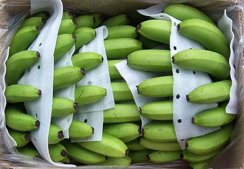 cách đóng gói chuối xuất khẩu, đóng chuối xuất khẩu, đóng gói chuối