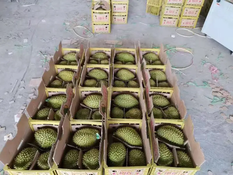 Cách đóng gói sầu riêng, Đóng gói sầu riêng, Đóng gói sầu riêng xuất khẩu, Quy cách đóng gói sầu riêng Xuất khẩu sầu riêng