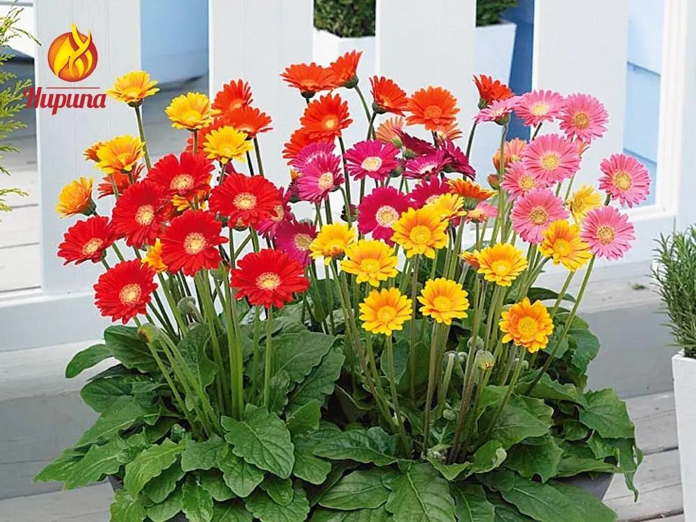 hoa trưng tết, hoa chưng tết, hoa đào tết, hoa mai tết, hoa lan tết, hoa cúc tết