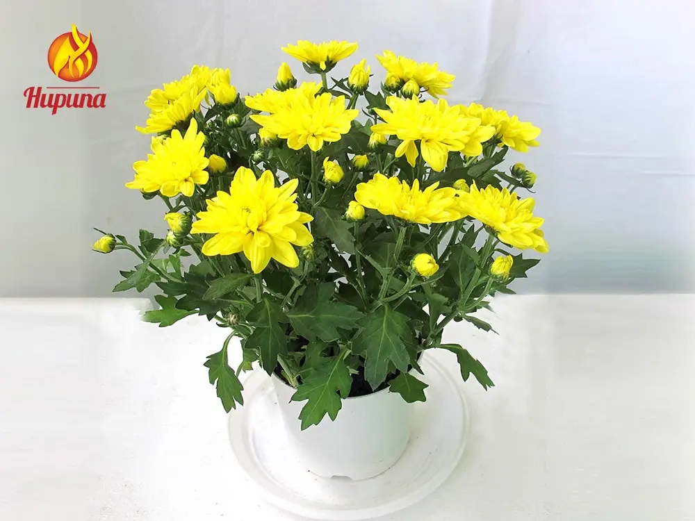 hoa trưng tết, hoa chưng tết, hoa đào tết, hoa mai tết, hoa lan tết, hoa cúc tết