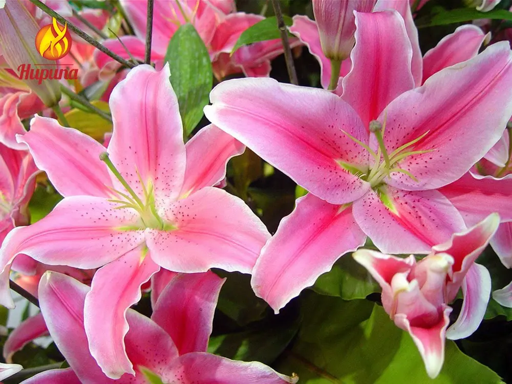 hoa trưng tết, hoa chưng tết, hoa đào tết, hoa mai tết, hoa lan tết, hoa cúc tết