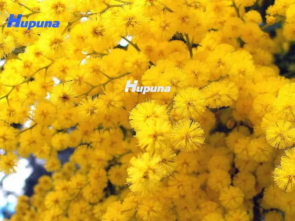 tặng hoa mimosa nhân ngày quốc tế phụ nữ