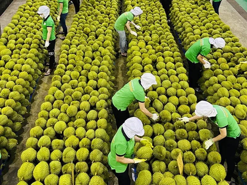 Top 6 lưu ý trước khi đưa nông sản xuất khẩu sang thị trường quốc tế