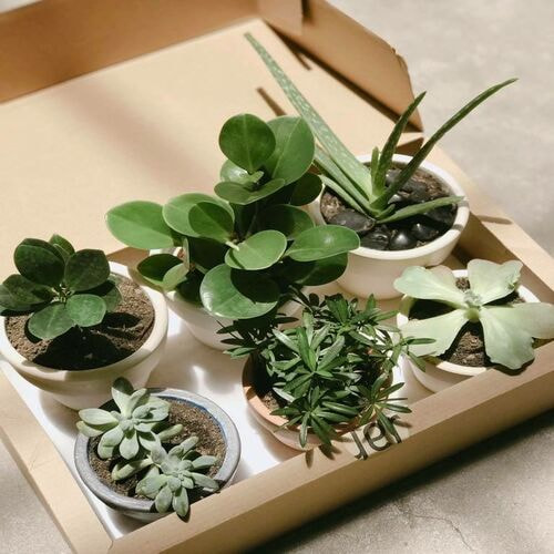 Dịch vụ sản xuất hộp carton chất lượng, giá tốt