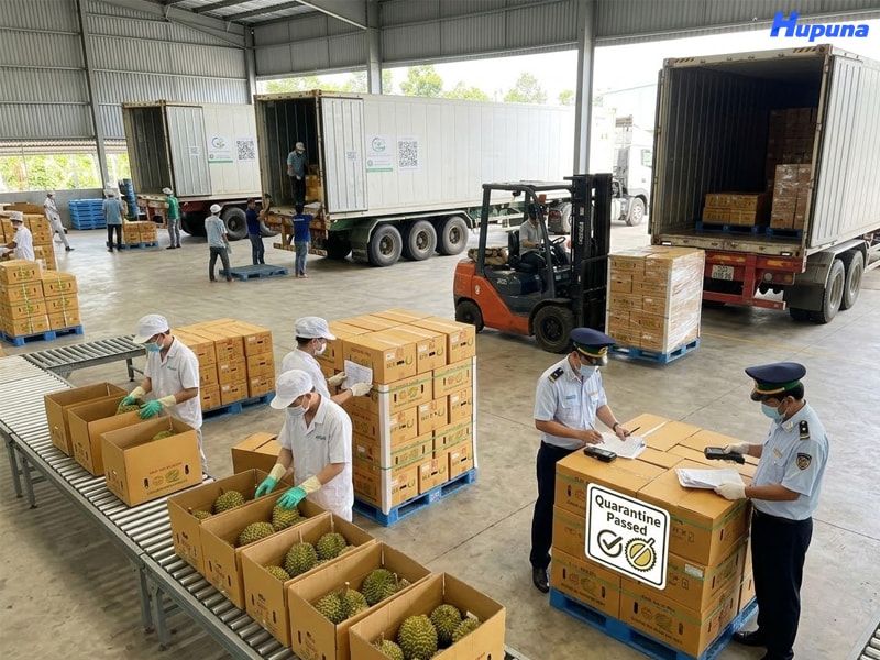 Những lưu ý khi xuất khẩu sầu riêng doanh nghiệp cần nắm rõ