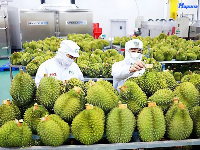 Tổng quan về nhu cầu xuất khẩu sầu riêng tại Việt Nam
