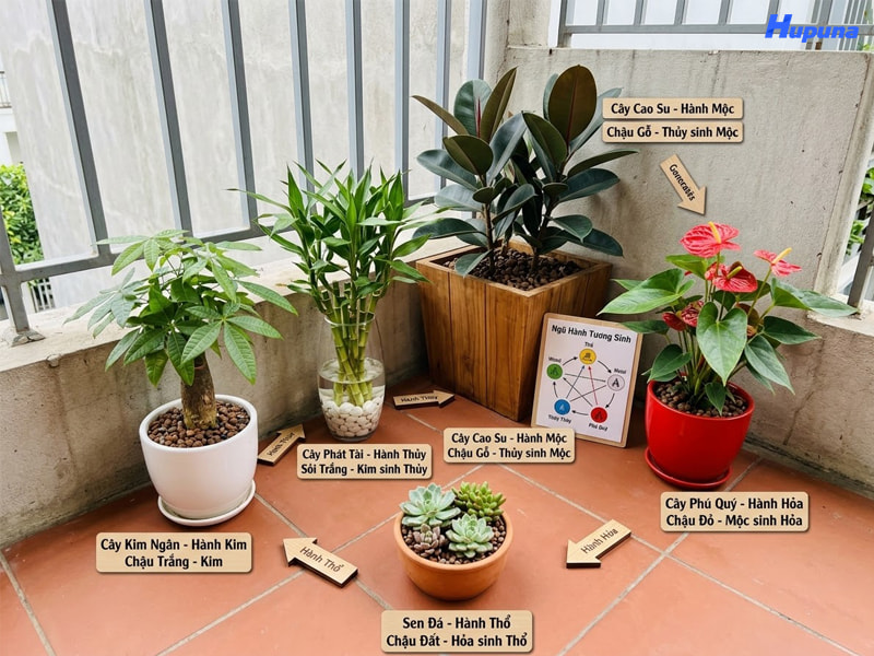 Ứng dụng ngũ hành tương sinh trong trang trí cây cảnh