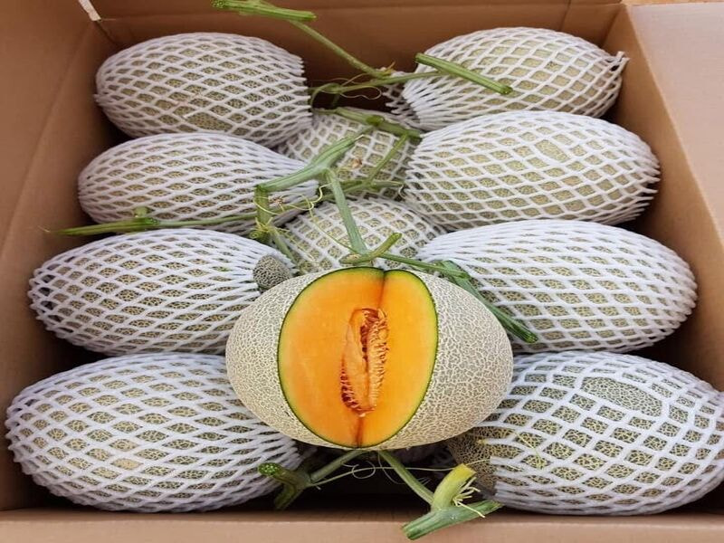 Thùng carton đựng dưa lưới vận chuyển, lưu kho