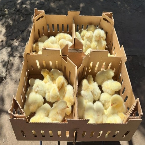 Thùng carton đựng gà con