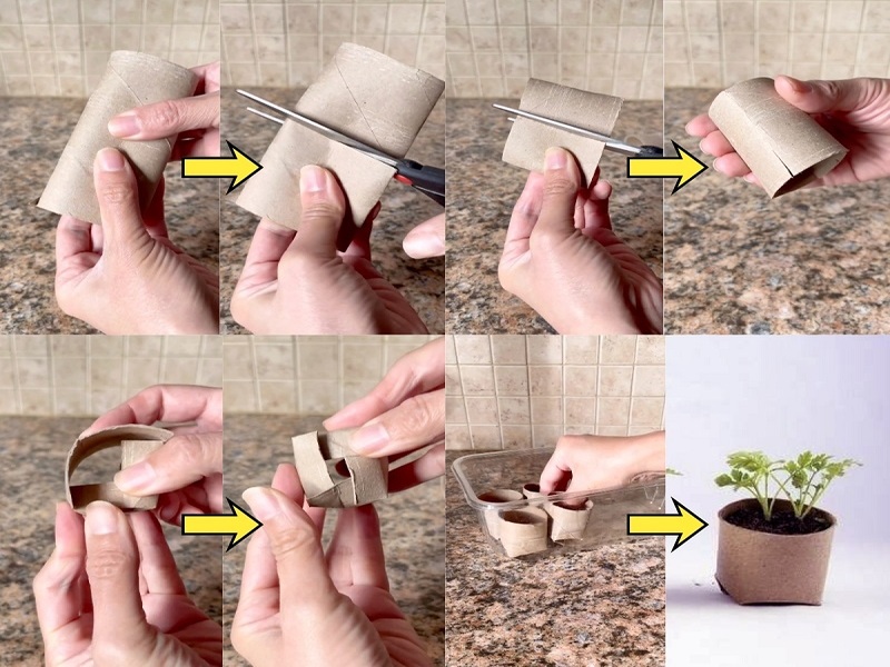 Tận dụng lõi giấy vệ sinh để trồng cây
